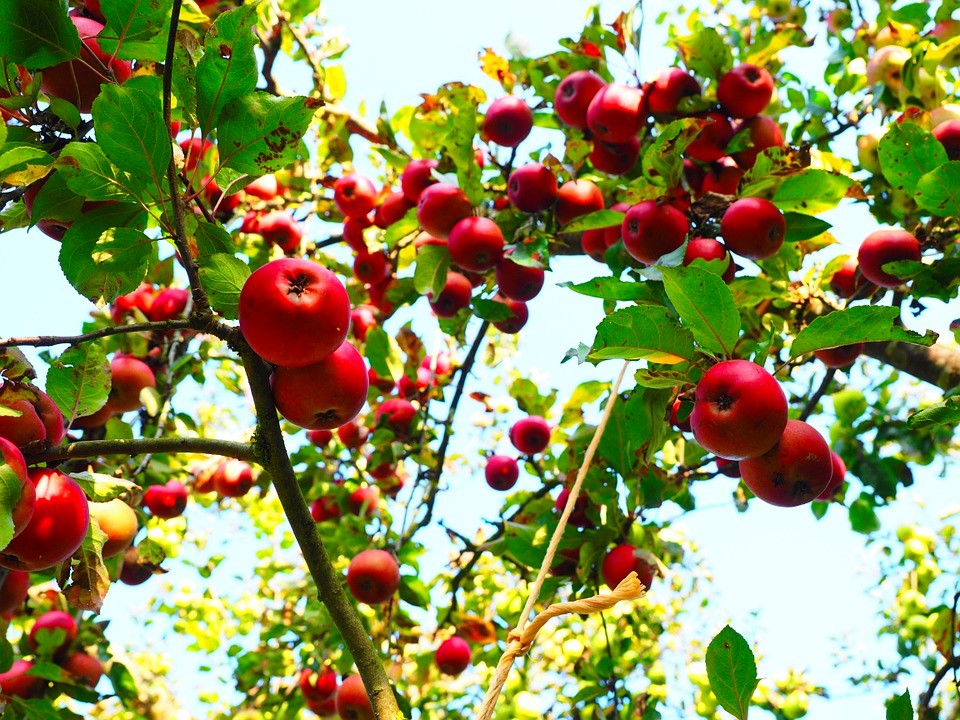 Use FORTH Frutas e triplique a produção de suas frutíferas