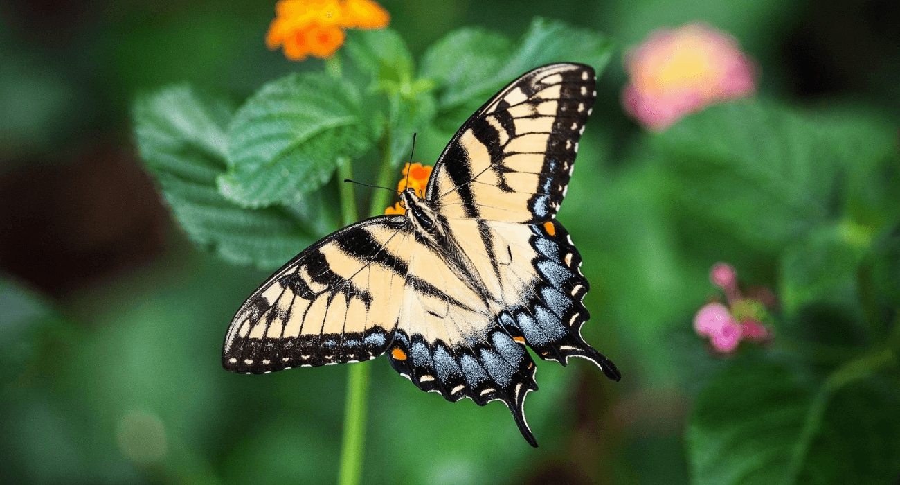 5 formas de atrair borboletas no jardim