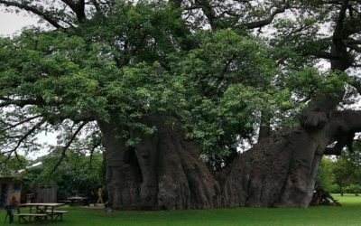 Baobá gigante tem bar para 60 pessoas em seu interior