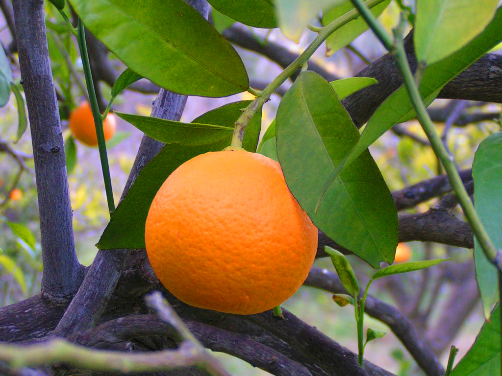 Qual a melhor época para plantar árvores frutíferas?