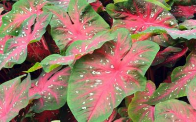 Tipos de caladium e como cultivá-las