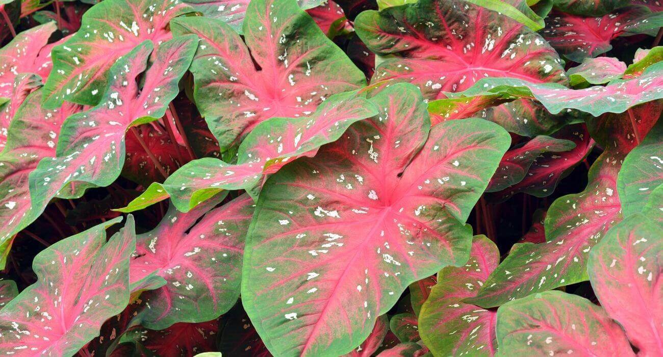 Tipos de caladium e como cultivá-las