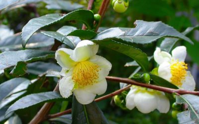 As folhas de Caméllia Sinensis e seu poderoso Chá Verde