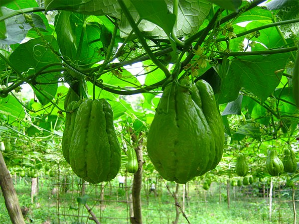 Como plantar chuchu - Tropical Estufas Agrícolas | Hidroponia | Filme  Agrícola | Tela Agrícola | Plástico para Estufa