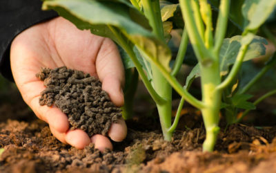 Como adubar plantas corretamente