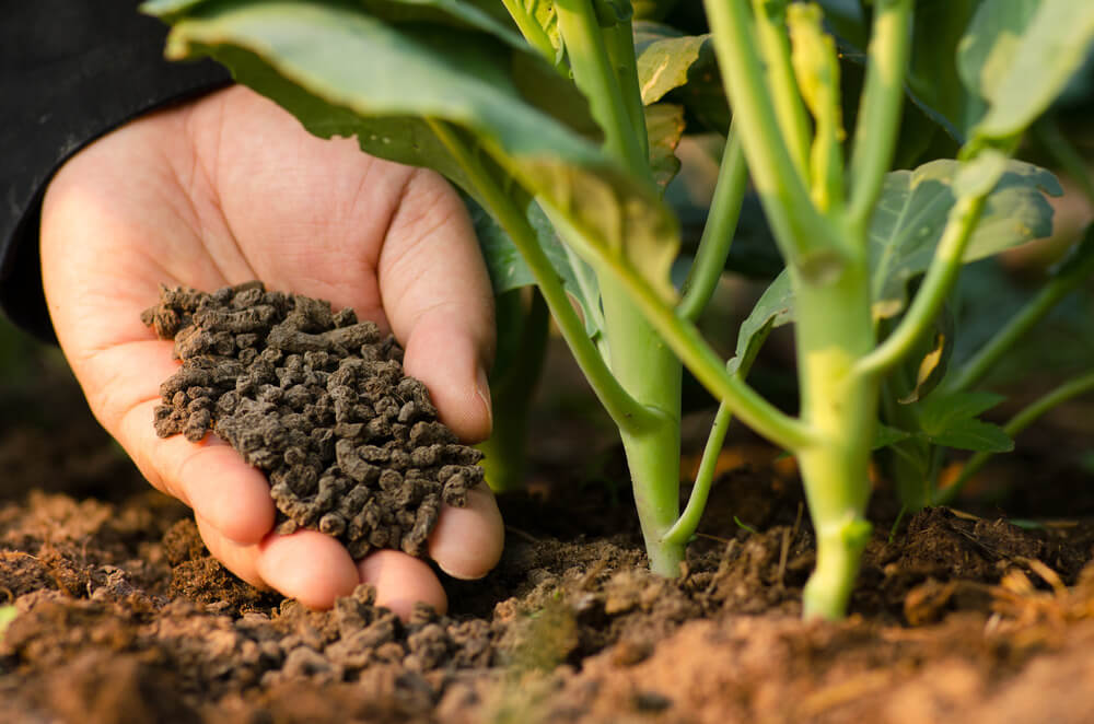 Como adubar plantas corretamente