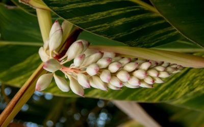 Colônia: saiba os benefícios e aprenda a cultivar