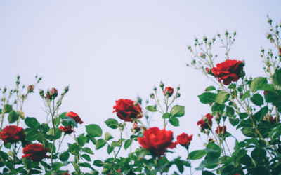 Como plantar rosas? Do cultivo à poda