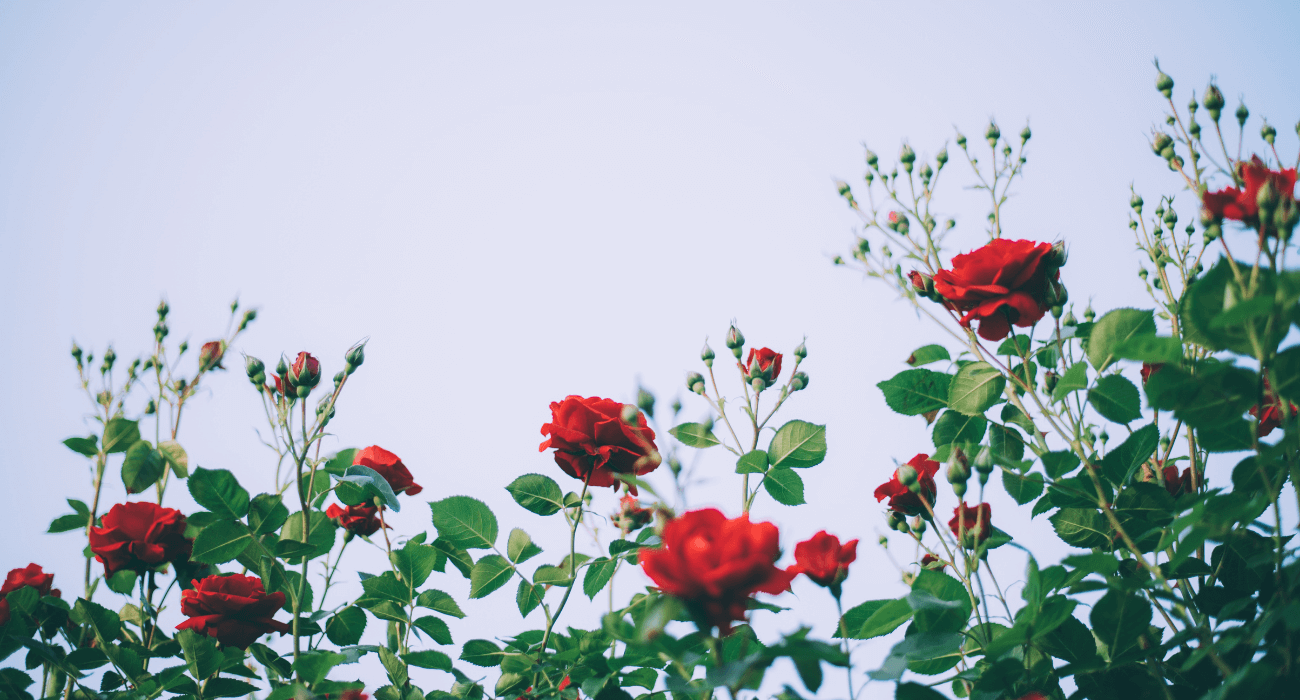 Como plantar rosas? Do cultivo à poda