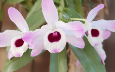 Dendrobium: a orquídea típica da primavera