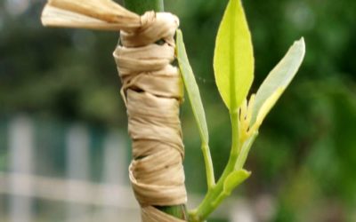 Aprenda as técnicas para a propagação vegetativa de plantas