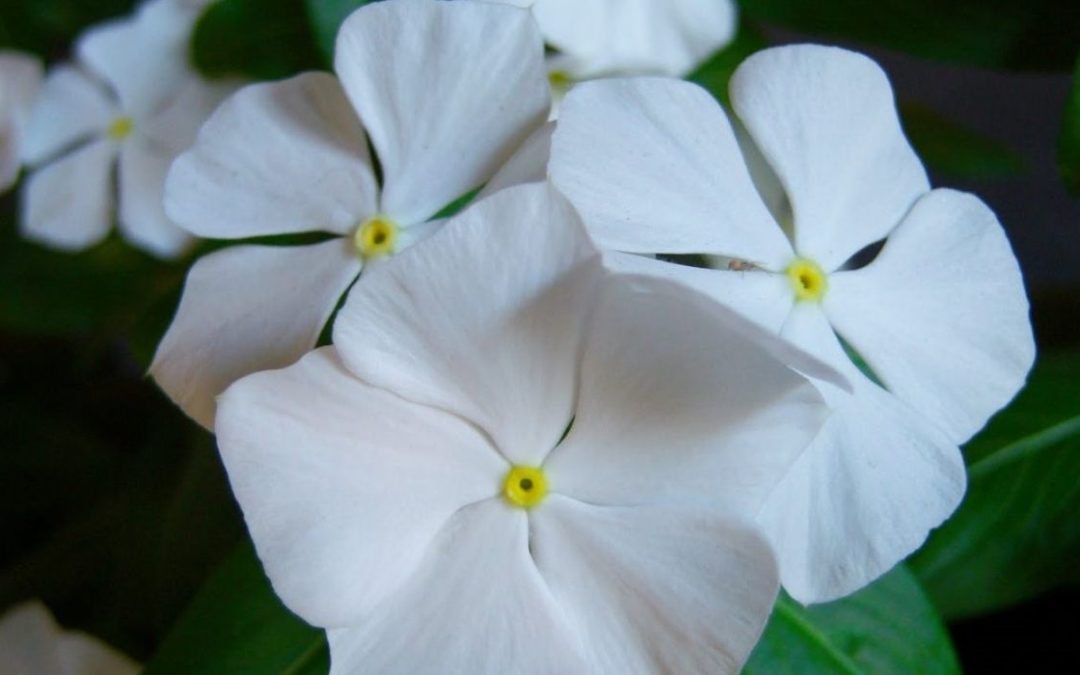 Flor vinca-de-madagáscar: como plantar