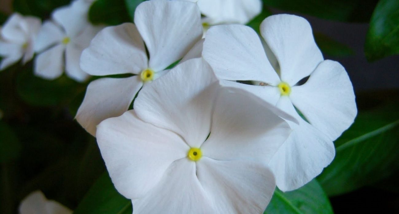 Flor vinca-de-madagáscar: como plantar