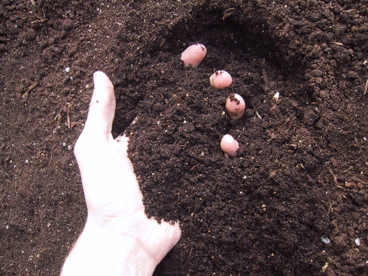 Como preparar o solo para cultivar hortaliças