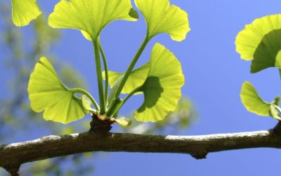 4 plantas que protegem o cérebro de alzheimer, depressão e ansiedade