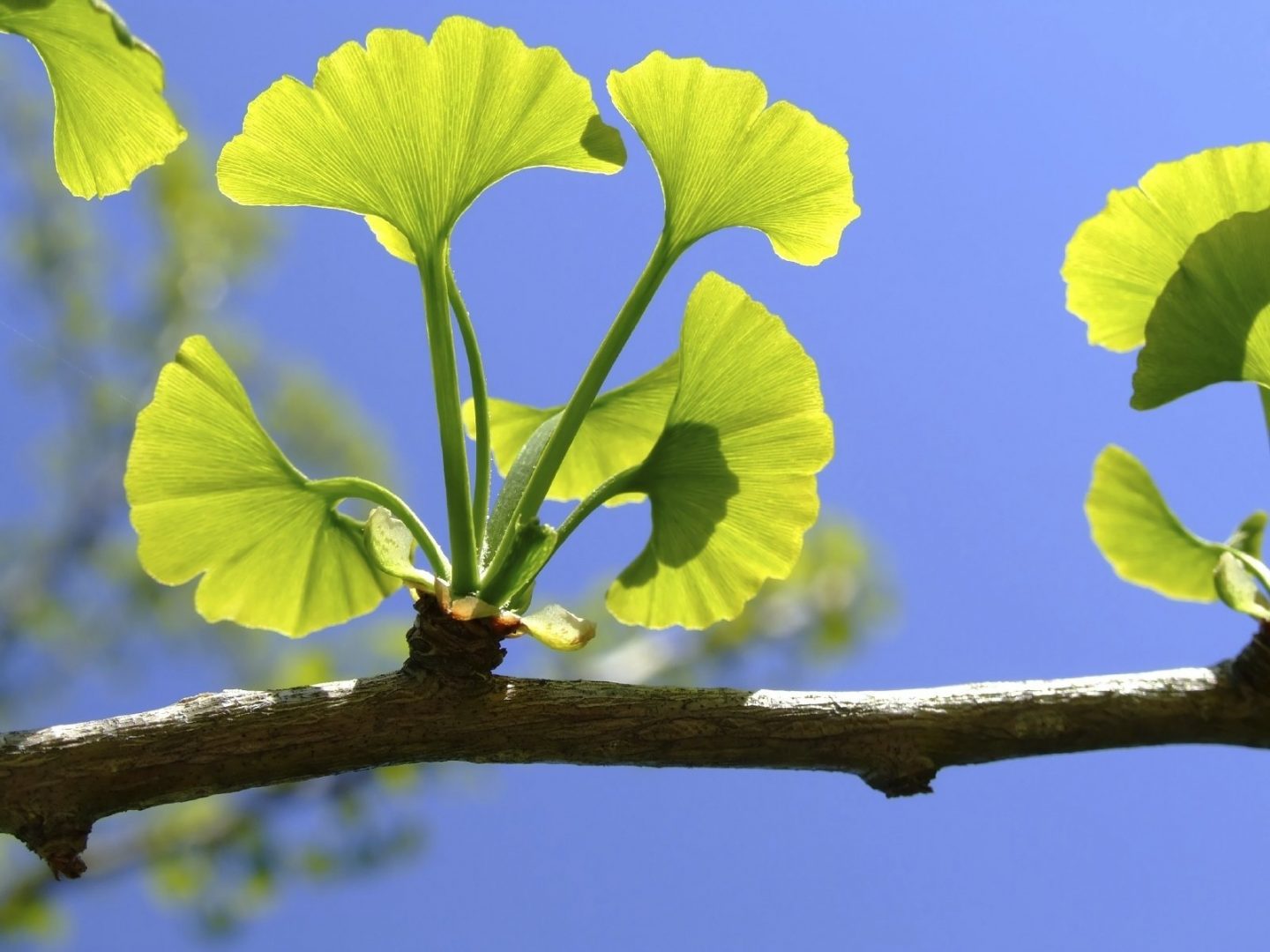 4 plantas que protegem o cérebro de alzheimer, depressão e ansiedade