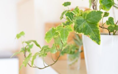 7 plantas que purificam o ar