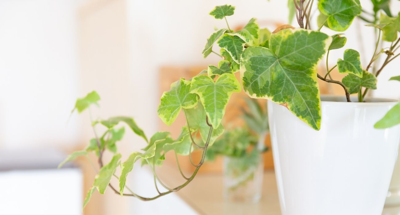 7 plantas que purificam o ar