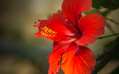 Como plantar hibisco (Hibiscus rosa-sinensis)