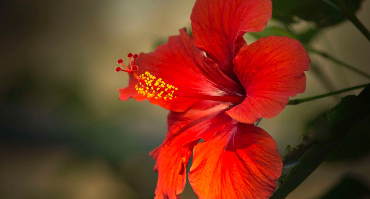 Como plantar hibisco (Hibiscus rosa-sinensis)