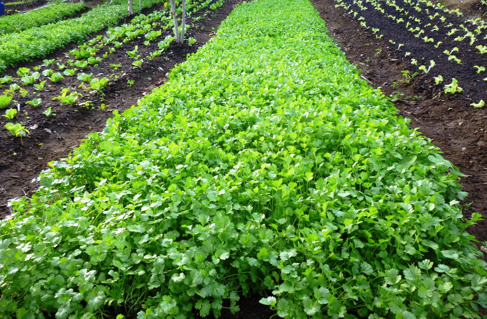 Aluguel de horta pode realizar sonho de agricultores urbanos