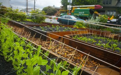 Canadense transforma jardim em horta e promove interação entre vizinhos