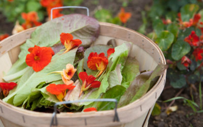 SP terá oficina gratuita sobre plantas alimentícias não convencionais (PANCs)