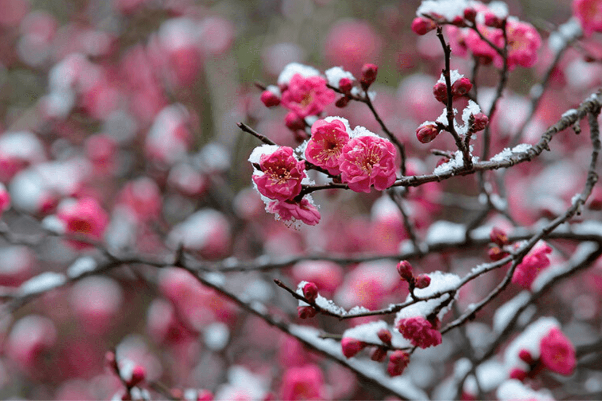 Inverno: 15 erros para evitar no jardim