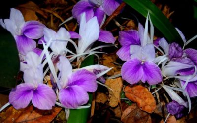 Cananga-do-Japão: conheça essa planta ornamental