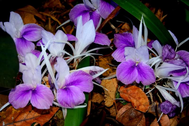 Cananga-do-Japão: conheça essa planta ornamental