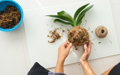 Como fazer kokedama para plantas