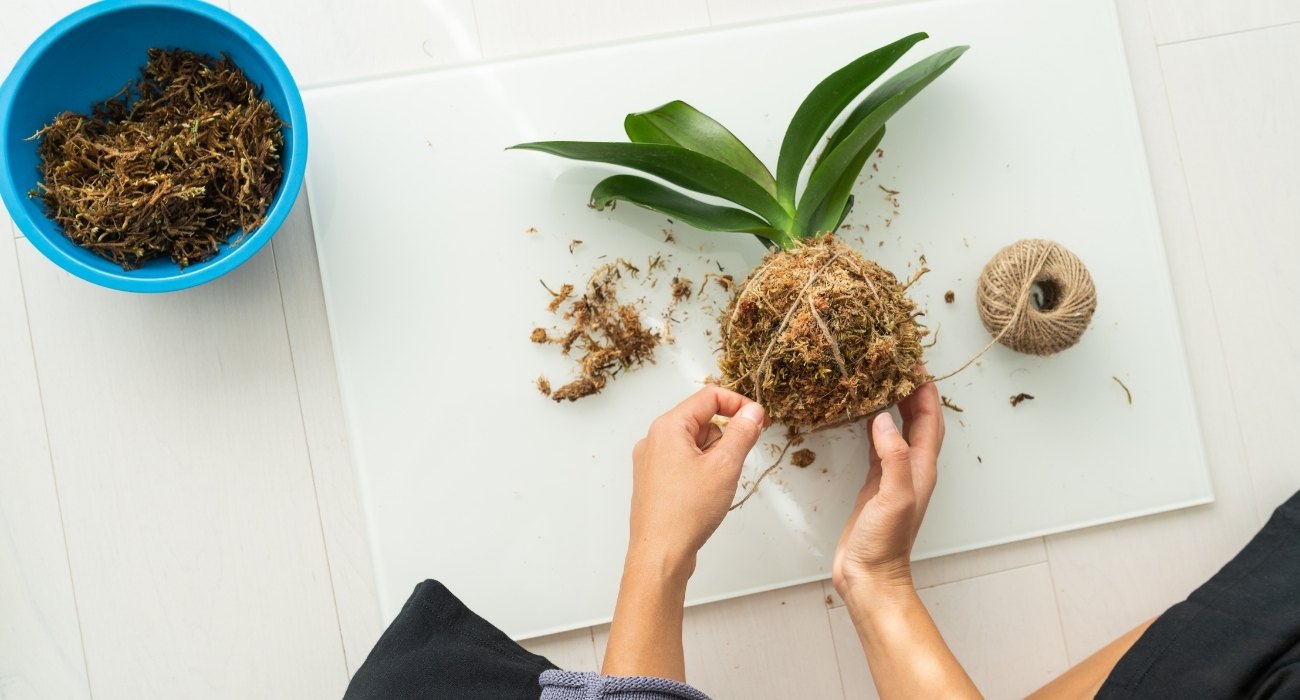 Como fazer kokedama para plantas