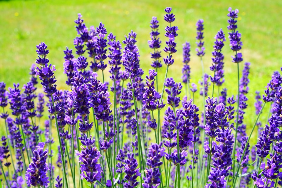 Benefícios e propriedades da lavanda