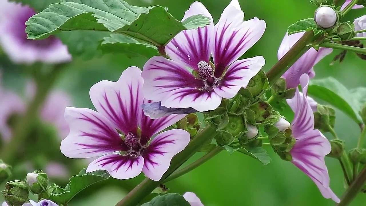 Conheça os benefícios e propriedades da Malva-Rosa