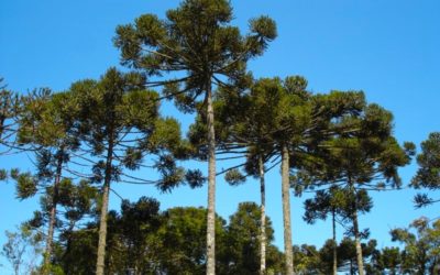 Projeto paga para produtores plantarem araucárias no Paraná