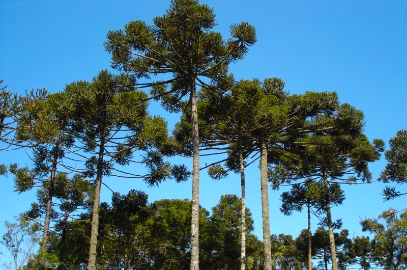 Projeto paga para produtores plantarem araucárias no Paraná