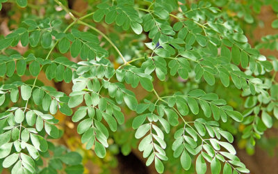 Como plantar Moringa oleífera e quais seus benefícios