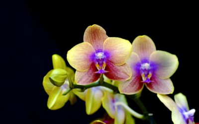 Os 3 erros mais comuns no cuidado com orquídeas