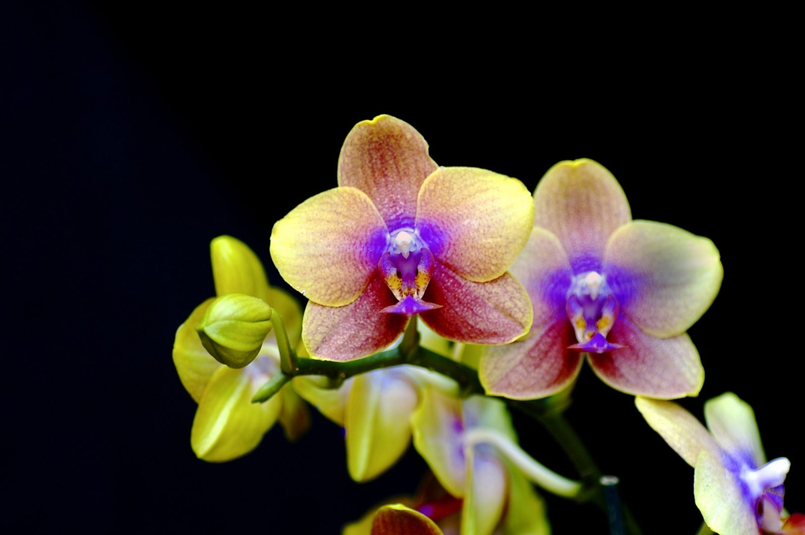 Os 3 erros mais comuns no cuidado com orquídeas