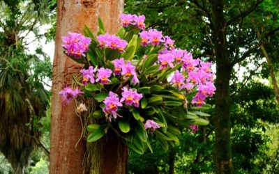 Como plantar orquídeas em árvores