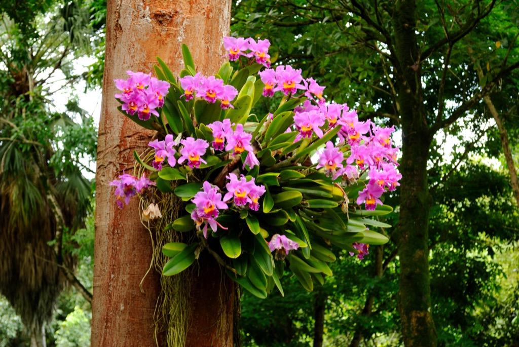 Como plantar orquídeas em árvores - Tropical Estufas Agrícolas | Hidroponia  | Filme Agrícola | Tela Agrícola | Plástico para Estufa