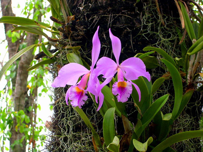 Informações sobre orquídeas para iniciantes