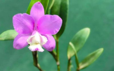 Descubra como ter orquídeas floridas o ano todo