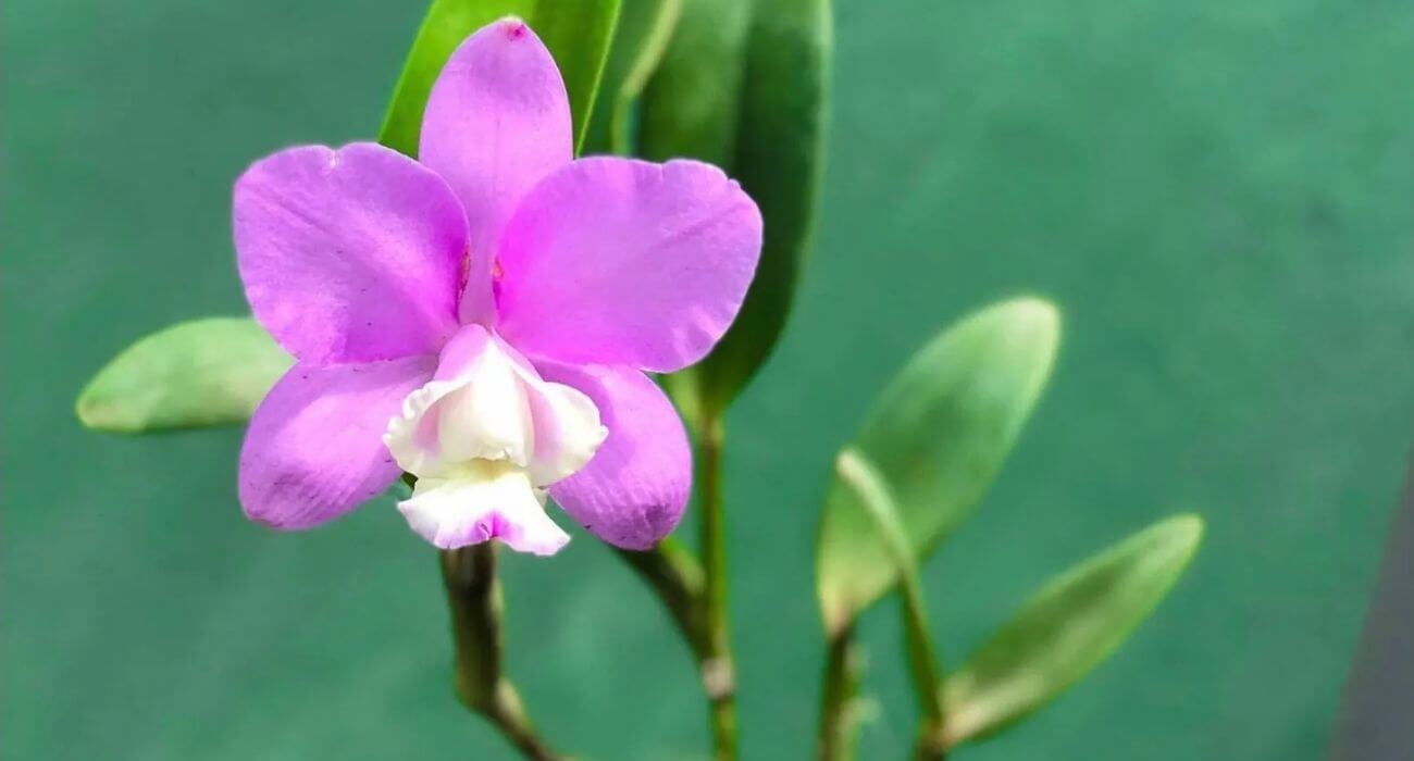 Descubra como ter orquídeas floridas o ano todo