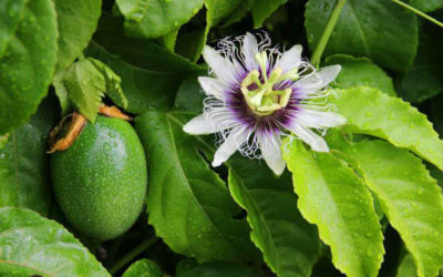 Benefícios e propriedades da passiflora ou maracujá