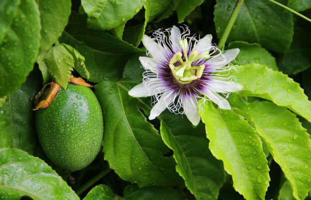 Benefícios e propriedades da passiflora ou maracujá