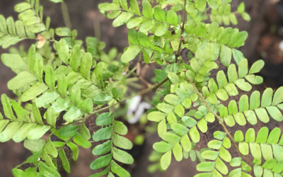 Pau-Brasil: aprenda a cultivar