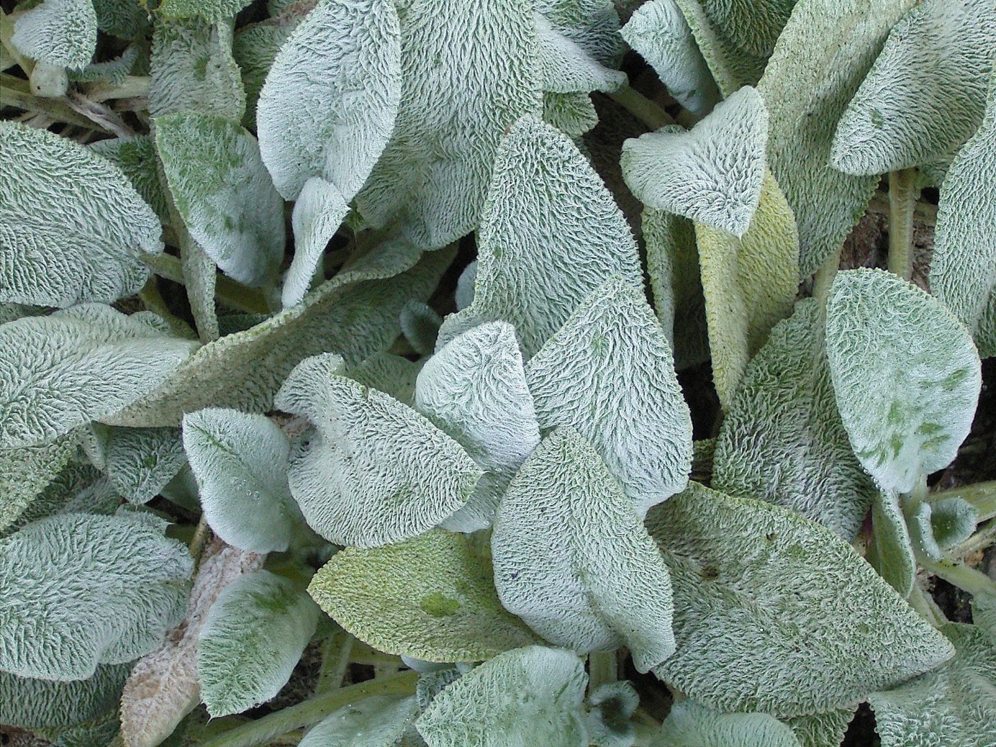 Peixinho da horta: aprenda sobre o cultivo dessa planta rica em fibras