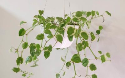 Peperomia scandens: como cuidar 