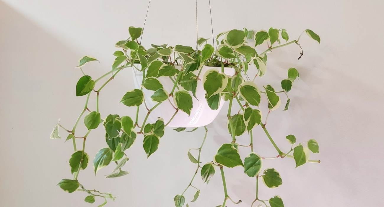 Peperomia scandens: como cuidar 